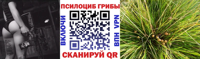 Купить где  Туран  Псилоцибиновые грибы Psilocybine cubensis 
